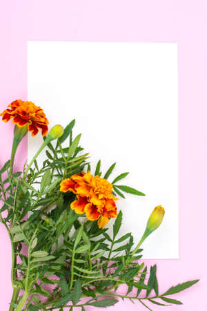 Creative layout for text on pastel colored paperの写真素材