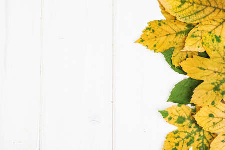 Abstract layout for the background of maple leaves on white boards. Studio Photoの写真素材