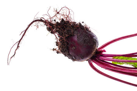 Fresh beets with earth and roots, with leaves, isolated on white backgroundの写真素材