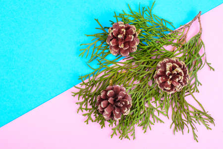 Branch with cones on pastel background