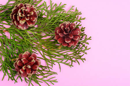 Branch with cones on pastel backgroundの写真素材