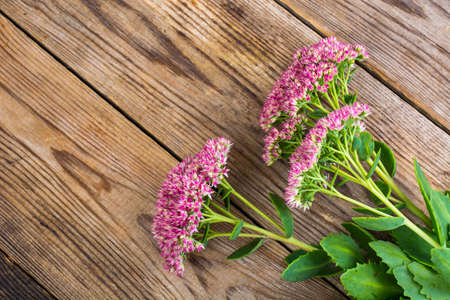 Garden and medicinal flower Sedum