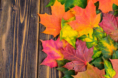 Autumn background with colorful fall maple leaves on rustic wooden table.  Concept Thanksgiving...