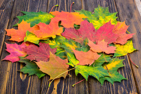 Autumn background with colorful fall maple leaves on rustic wooden table.  Concept Thanksgiving holidaysの写真素材