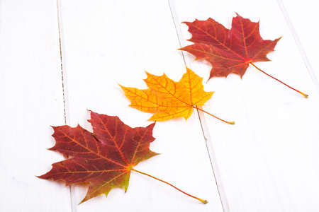 Dry colored maple leaves against white boards