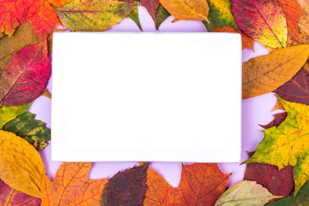 White plate on the background of autumn leaves for seasonal menuの写真素材