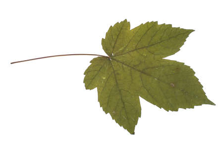 An autumn maple leaf isolated on white