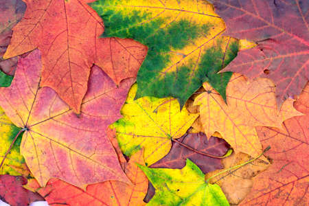 Autumn bright maple leaves lying on the table