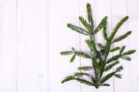 Green spruce branch, pine trees on background for textの写真素材