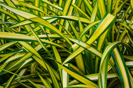 Natural background of green leafy plantsの写真素材
