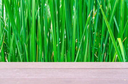 Natural background of green leafy plantsの写真素材