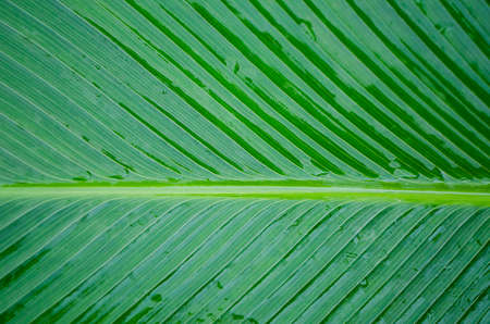 Concept of nature. The green background of a wet sheet of palm treesの写真素材
