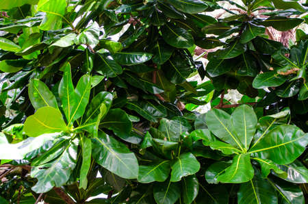 Natural background of green leafy plantsの写真素材