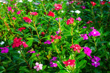 Beautiful pink flowers on the background of green leavesの写真素材