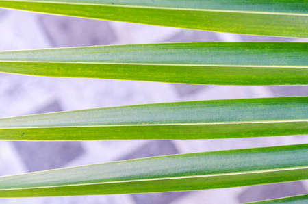 Creative layout of green leaf of tropical palm