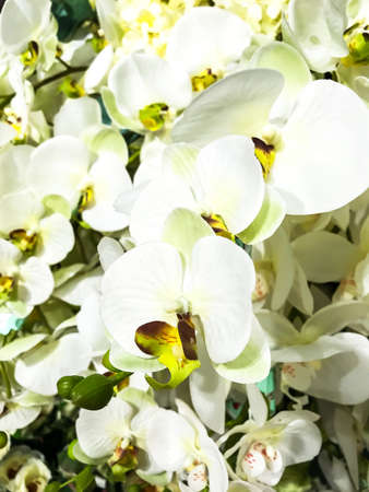 Bright floral background, space for text. Studio Photoの写真素材