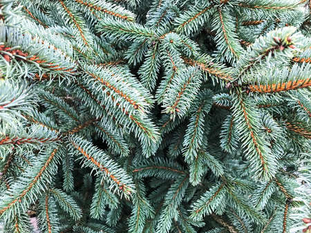Texture of blue spruce branchesの写真素材