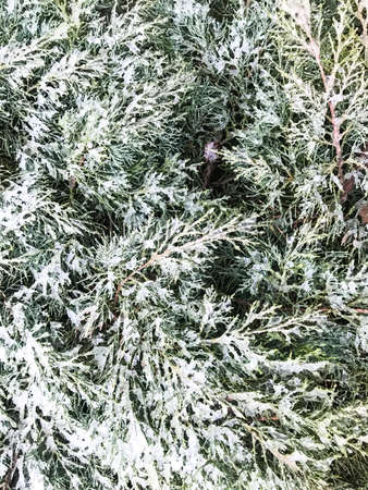 Branches of coniferous tree under white snow
