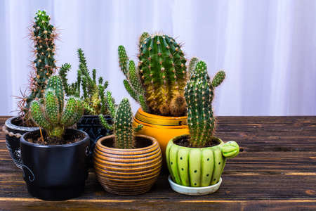 Cacti in pots on old wooden tableの写真素材