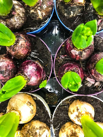 Bulbs of hyacinths in pots with earth. Studio Photoの写真素材
