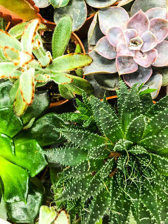 Cacti and succulents in pots on the table. Studio Photoの写真素材