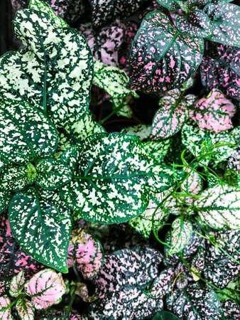 Background of leaves of ornamental plants. Studio Photoの写真素材