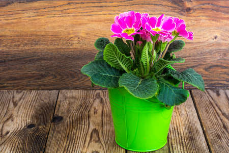 Bouquet of flowering spring pink primrose on wooden backgroundの写真素材