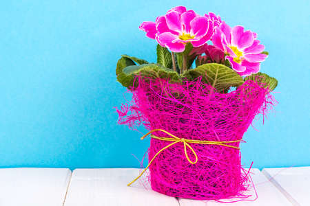 Flowering beautiful pink primrose on bright pastel backgroundの写真素材