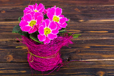 Bouquet of flowering spring pink primrose on wooden backgroundの写真素材