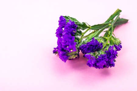 Dry flowers of kermek, limoniumの写真素材