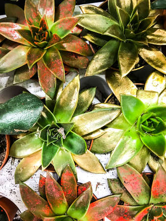 Young succulent in pots, top view. Studio Photoの写真素材