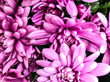 Texture, floral background of fresh chrysanthemums. Studio Photoの写真素材