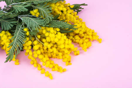 Branch with small yellow fluffy inflorescences on bright backgroundの写真素材