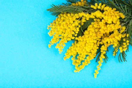 Branch with small yellow fluffy inflorescences on bright backgroundの写真素材