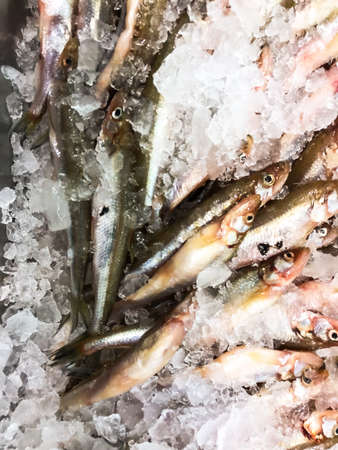 Fresh smelt on iceの写真素材