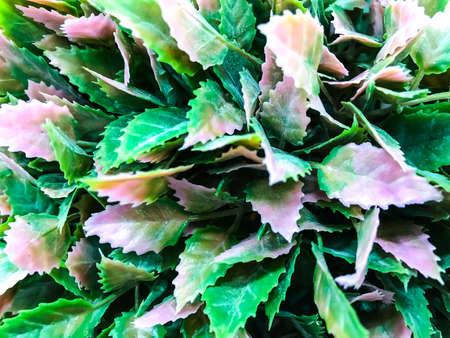 Background of artificial flowersの写真素材