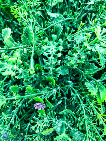 Background of artificial flowersの写真素材