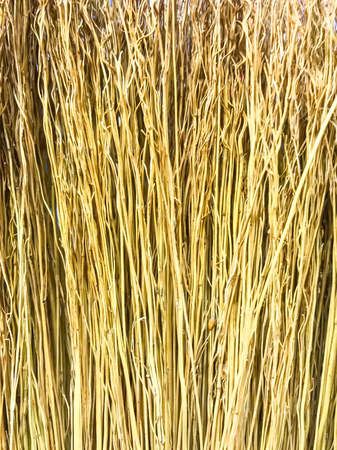 Background of dried plant branchesの写真素材