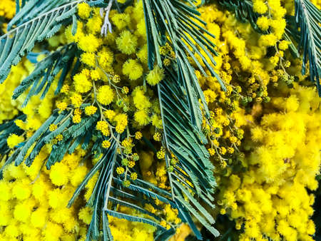 Delicious spring yellow Acacia dealbate (mimosa)の写真素材