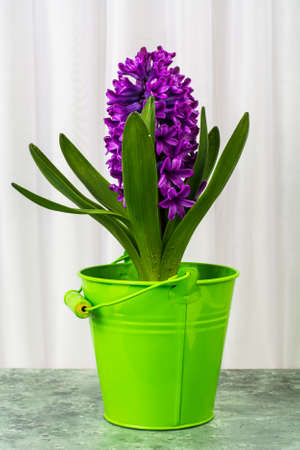 Luxurious blooming purple hyacinth in potの写真素材