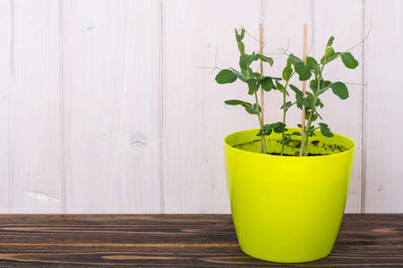 Young sprouts of vegetable peas, grown in pot.の写真素材