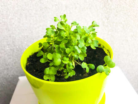 Young shoots of leaf mustard in pot