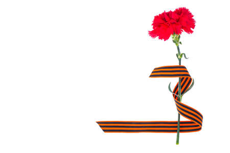 Red carnation with St. George's ribbon is the symbol of Victory Day. Studio Photoの写真素材