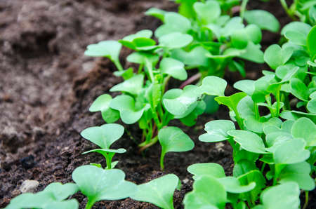 Young radish sprouts in greenhouse. Studio Photo