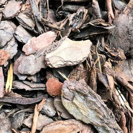 Decorative chips from bark of tree. Studio Photo