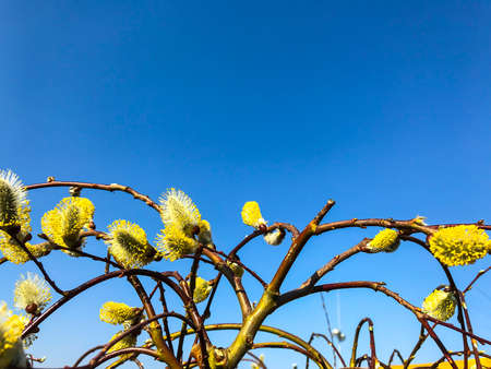 Branches of trees, shrubs against blue sky. Studio Photoの写真素材