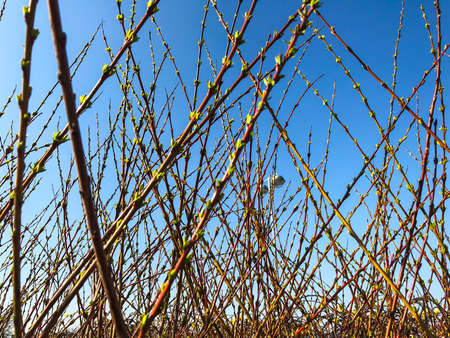 Branches of trees, shrubs against blue sky. Studio Photo