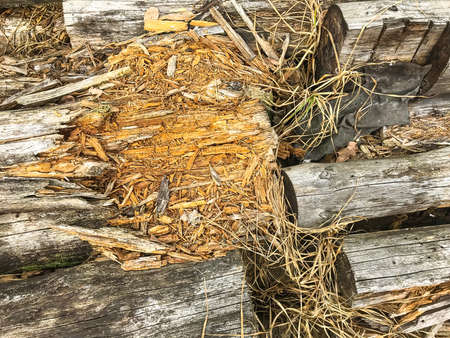 Decayed wooden logs