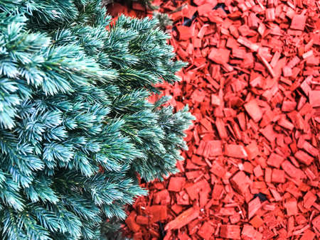 Decorative red chips bark of treesの写真素材
