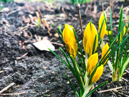 First spring flowers of crocusの写真素材